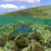 A bluefin trevally swims in Hawaii’s Maro Coral Reef, part of the Papahānaumokuākea Marine National Monument.