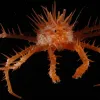 This crab was collected on a NOAA/MAR-ECO cruise to the Mid-Atlantic Ridge in 2009.