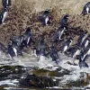 The New Zealand Sub-Antarctic Islands site was inscribed on the World Heritage List in 1998. The islands are particularly notable for the abundance and diversity of nesting pelagic seabirds and penguins (including macaroni penguins, Eudyptes chrysolophus, 