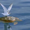 “I slowly approached this bird resting on the back of a turtle just under the surface of the water. I got the shot just before the tern flew away.” -- Nature's Best photographer, Nuno Sá.Equipment Used to Capture the Shot: Canon EOS 20D; 70-200mm lens