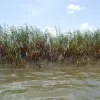 Marsh Erosion Sped Up: One of the worst places for oil to end up after a spill is in marshes, where it can kill grass and cause erosion. But how much damage does it do, how far inland does it reach, and how long does the damage last? Pictured here is oiled