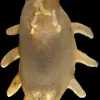 A species of sea cucumber from the Arctic discovered by Census of Marine Life researchers.
