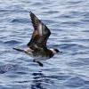 Pomarine Jaegers (Stercorarius pomarinus) are predatory and pirate-like seabirds that will often steal prey from other birds.
