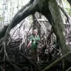 Dr. Candy Feller is framed by the roots of a mangrove tree on Panama’s Pacific coast.