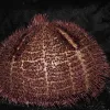 This purple urchin Paleopneustes cristatus is seldom seen by itself, and can be found in groups of hundreds.