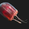 In this photo, the jellyfish Pandea rubra may have been surprised by a camera light or in a defensive state, causing it to contract its red mantle and reveal its complex muscle anatomy.