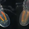 Two small, translucent hyperiids with very large eyes. 