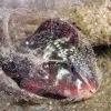 A parrotfish creates a mucus cocoon to protect it from parasites while sleeping.