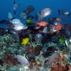 Coral Head Near Pearl and Hermes Atoll, Hawaii