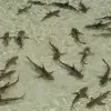 A shark nursery in a lagoon in the Pacific.