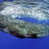 Photo of a sperm whale just below the water's surface.