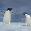 Two Adélie penguins on Paulet Island, Antarctica