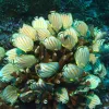 The Phoenix Islands Protected Area site in Kiribati was inscribed on the  World Heritage List in 2010. The site encompasses one of the world's  largest intact oceanic coral archipelago ecosystems, together with 14  known underwater seamounts and other deep
