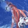 Japanese scientists videotaped this female giant squid, alive, at the water's surface