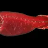 A red deep-sea fish specimen. 