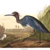 a blue heron illustration