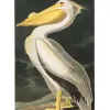 an illustration of a white pelican