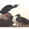 an illustration of two surf ducks