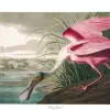 an illustration of a roseate spoonbill