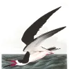 an illustration of a black skimmer