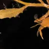 The sargassum hosts bryozoans, hydroids and more obviously, crustaceans like a baby swimming crab. 