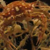 A juvenile swimming crab sits on a bed of sargassum seaweed. 
