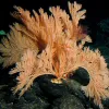 The branches of a primnoid coral in the genus Calyptrophora provide a habitat for galathaoid crabs.