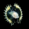 a larval fish fans its pectoral fins