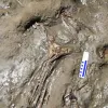 Complete Fish Skeleton Discovered by Smithsonian Scientists in Panama