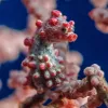 Pygmy Seahorse Blends Into its Environment