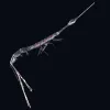 Rhabdosoma’s uncommon eye arrangement allows the animal to see 360 degrees.