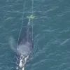 This is North Atlantic right whale #3333 who was spotted with fishing gear trailing from his mouth during an aerial survey off the coast of Georgia on January 29, 2008.