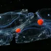 This close-up view of salps, which have aggregated together into a long chain, have brilliant red guts from eating red plankton. 