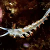 A white nudibranch with orange-colored tips. 