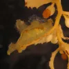 Winner of the ‘best camoflauge’ contest, the nudibranch Scyllaea pelagica is betrayed only by motion.