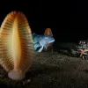 A blue cod and sea pens, a unique type of cnidarian, speckle the seafloor in New Zealand's Fiordland region.