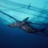 Giant drift nets, placed around the world’s oceans to catch commercial fish species, kill non-commercial animals just as efficiently, often taking far more of the latter for every useable species ensnared.