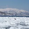 Steller's sea eagles, a threatened species, gather on sea ice at the&nbsp;Shiretoko Peninsula in Japan.