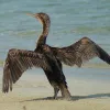 A Socotra cormorant dries its wings on the shore at the&nbsp;Socotra Archipelago in Yemen.