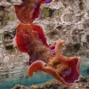 The spanish dancer is one of the largest species and best swimmers of the nudibranchs.