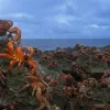 “The largest land migration of any animal on Earth, as many as 120 million crabs carpet the island in red as they move from the rain forest to the coast.” -- Nature's Best photographer, Stephen Belcher.Equipment Used to Capture the Shot:   Canon EOS-1D