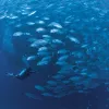 An underwater photo of a school of jacks and a scuba diver