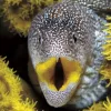 An underwater photo of a yellow-mouth moray eel. 