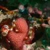 Photo of a mantis shrimp