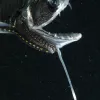 The long barbel on the chin of this dragonfish has a glowing tip that may attract prey.