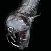 Known as “viperfish”, these cryptic fish use their giant teeth to prey on other fish and can grow to be 2 feet long (24 inches).