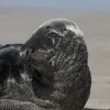 A gray seal on the shores of Surtsey, Iceland.