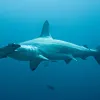 A scalloped hammerhead (Sphyrna lewini) at Isla del Coco, Costa Rica.