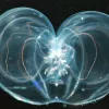 A transparent ctenophore in dark water. 