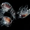 Three hyperiids, each with two large eyes and red body showing through their translucent bodies.